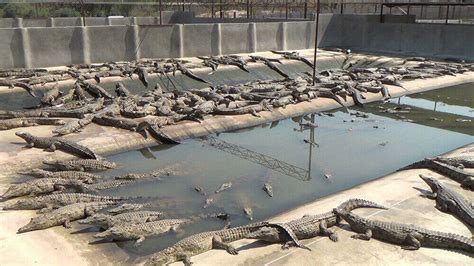 louis vuitton crocodile farm